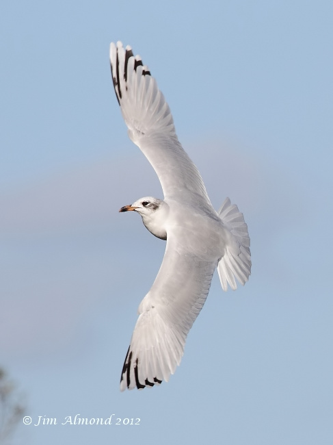Mediterraneran Gull 2nd Winter flight  upperwing 29 9 12 IMG_9978